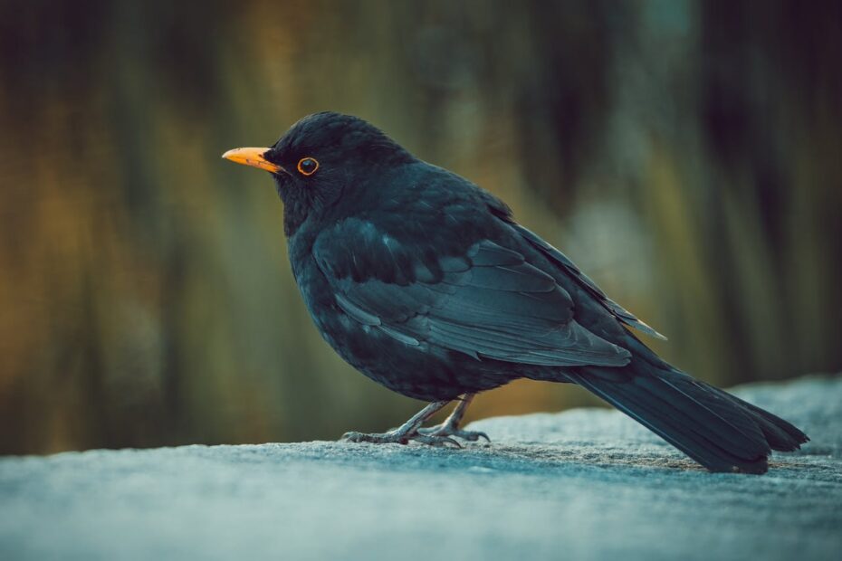 Hoe oud wordt een merel? - ViaDierenWinkel
