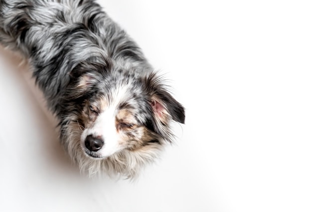 Beste vervoersmiddelen voor honden