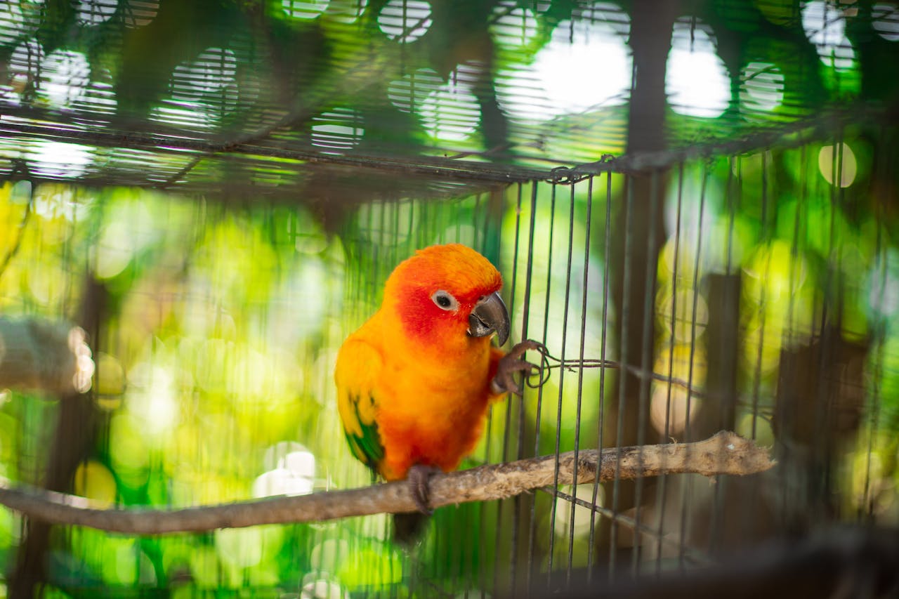parkiet vogelkooi