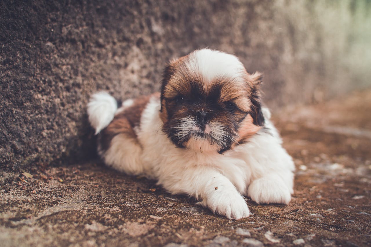 Hoe oud wordt een Shih Tzu?
