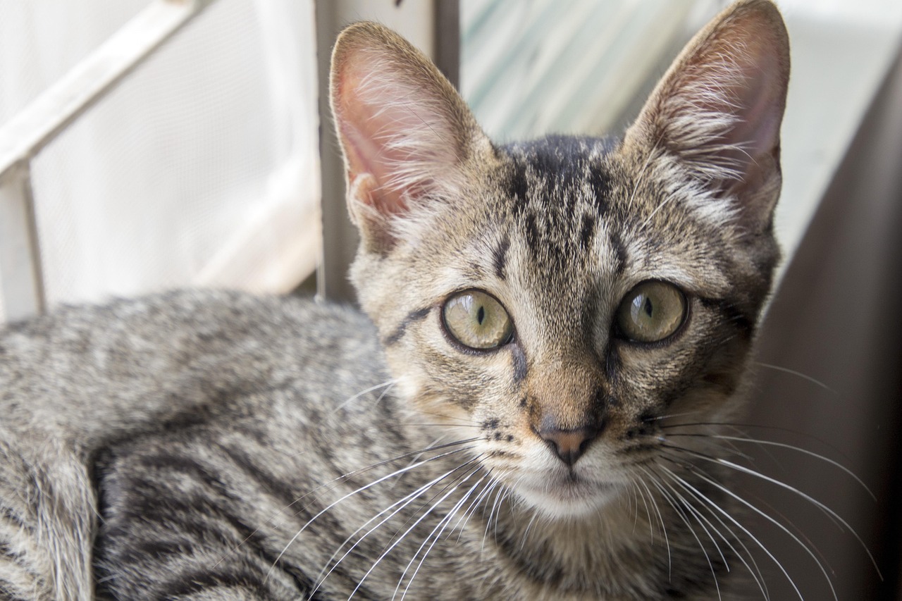 Voeding voor axolotl