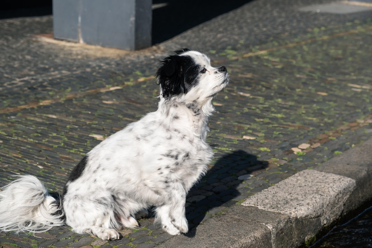 Hond bewaakt speelgoedkast