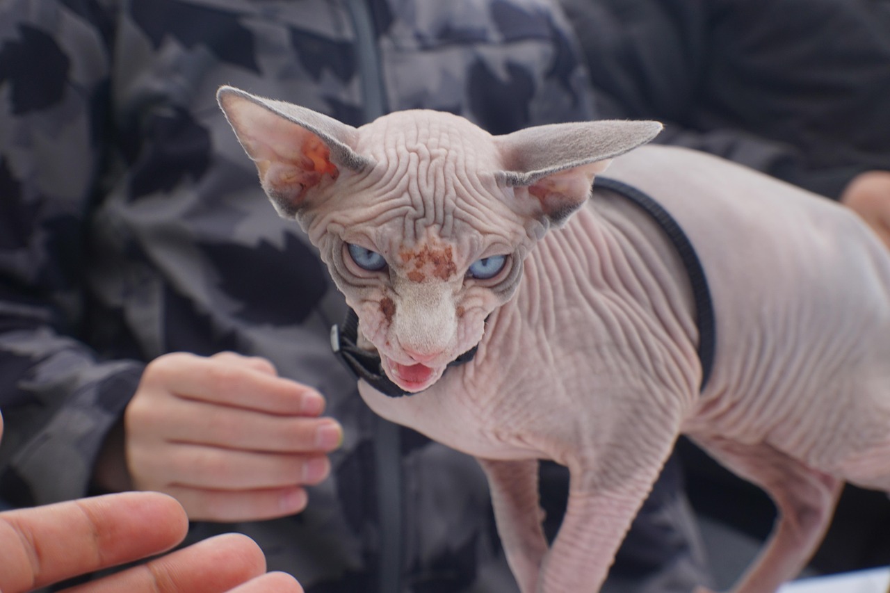 Vakantietips voor sphynx