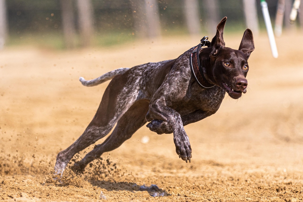 Hond loopt met één speelgoedje hele dag