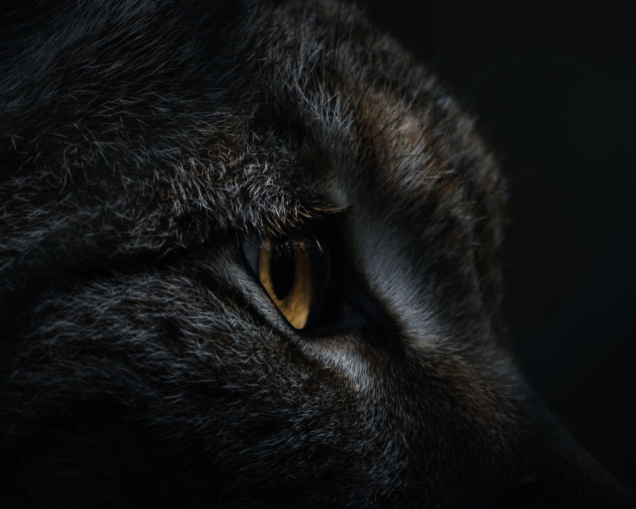 Kat is hyperactief in de nacht