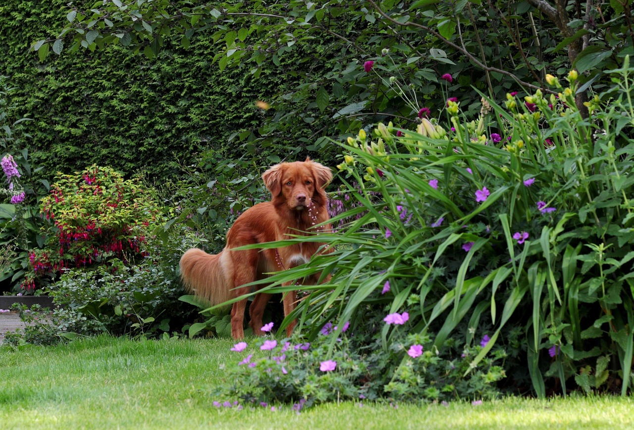 Hond verstopt speeltjes in mand