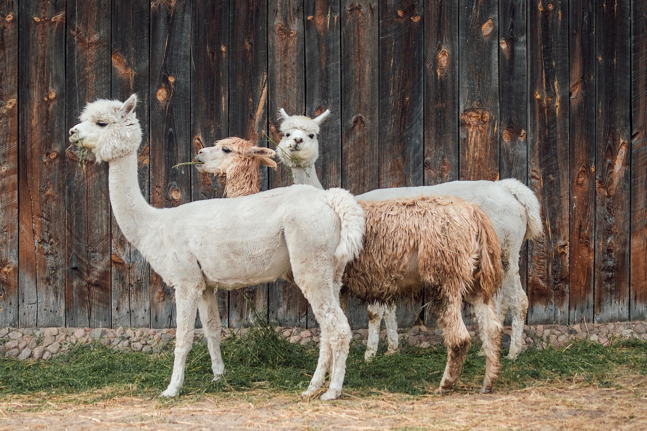 Verzorging voor alpaca