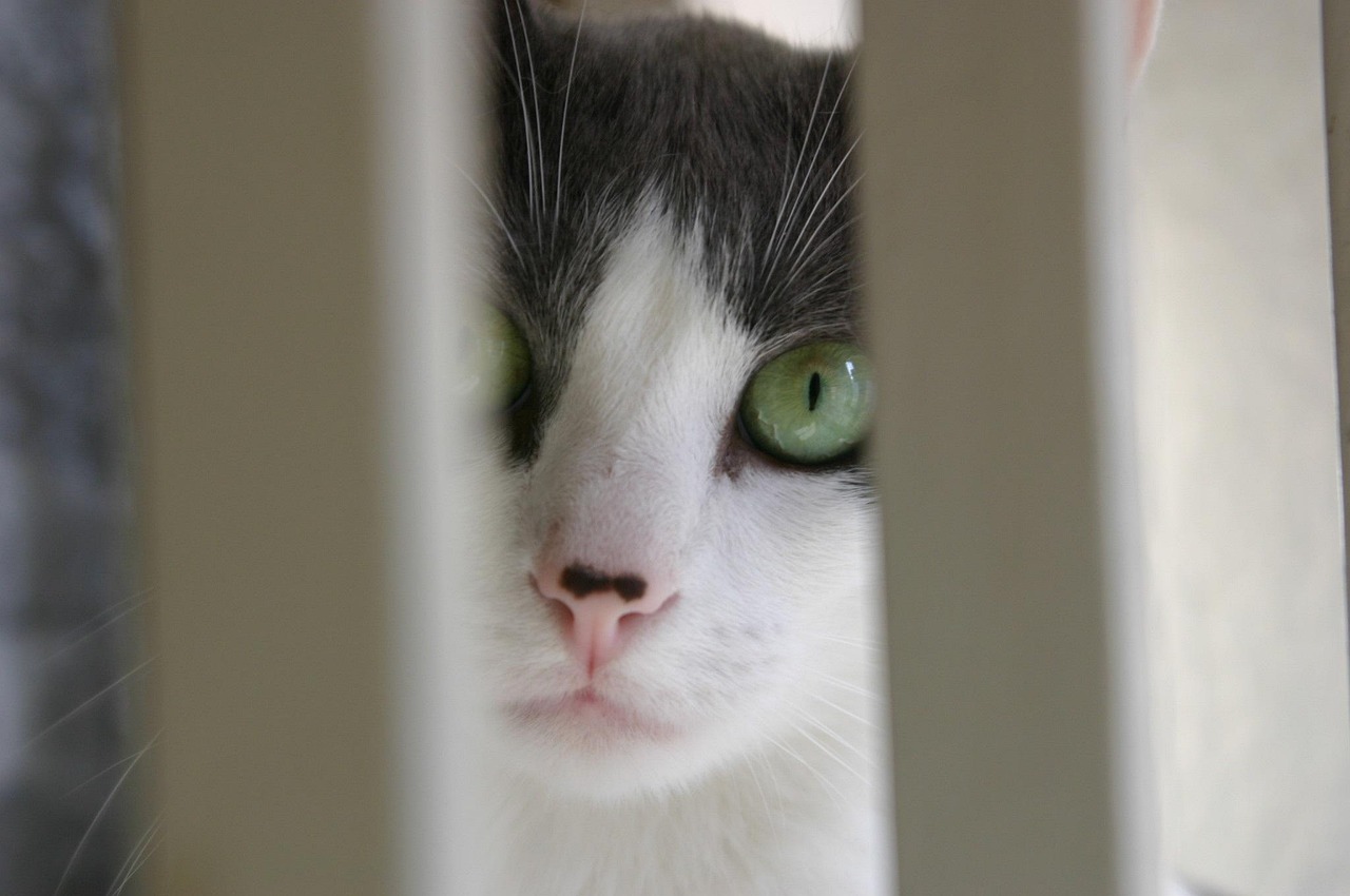 Hoe vaak hamsterkooi schoonmaken