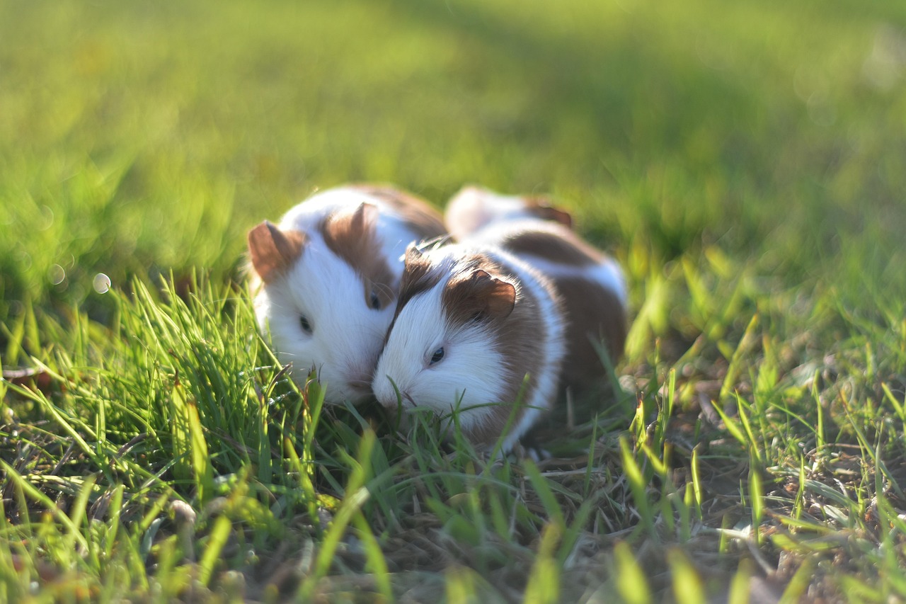 Wat eet een hamster dagelijks?