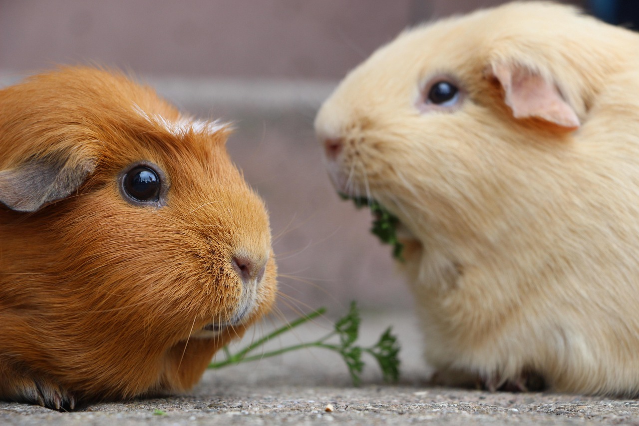 Kosten voor cavia