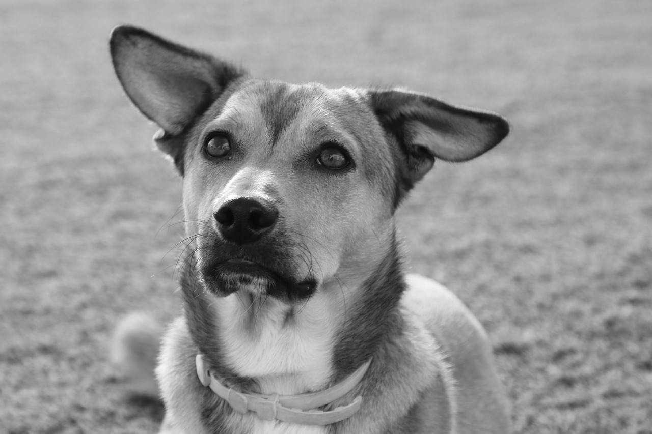 Stresssignalen voor schildpad