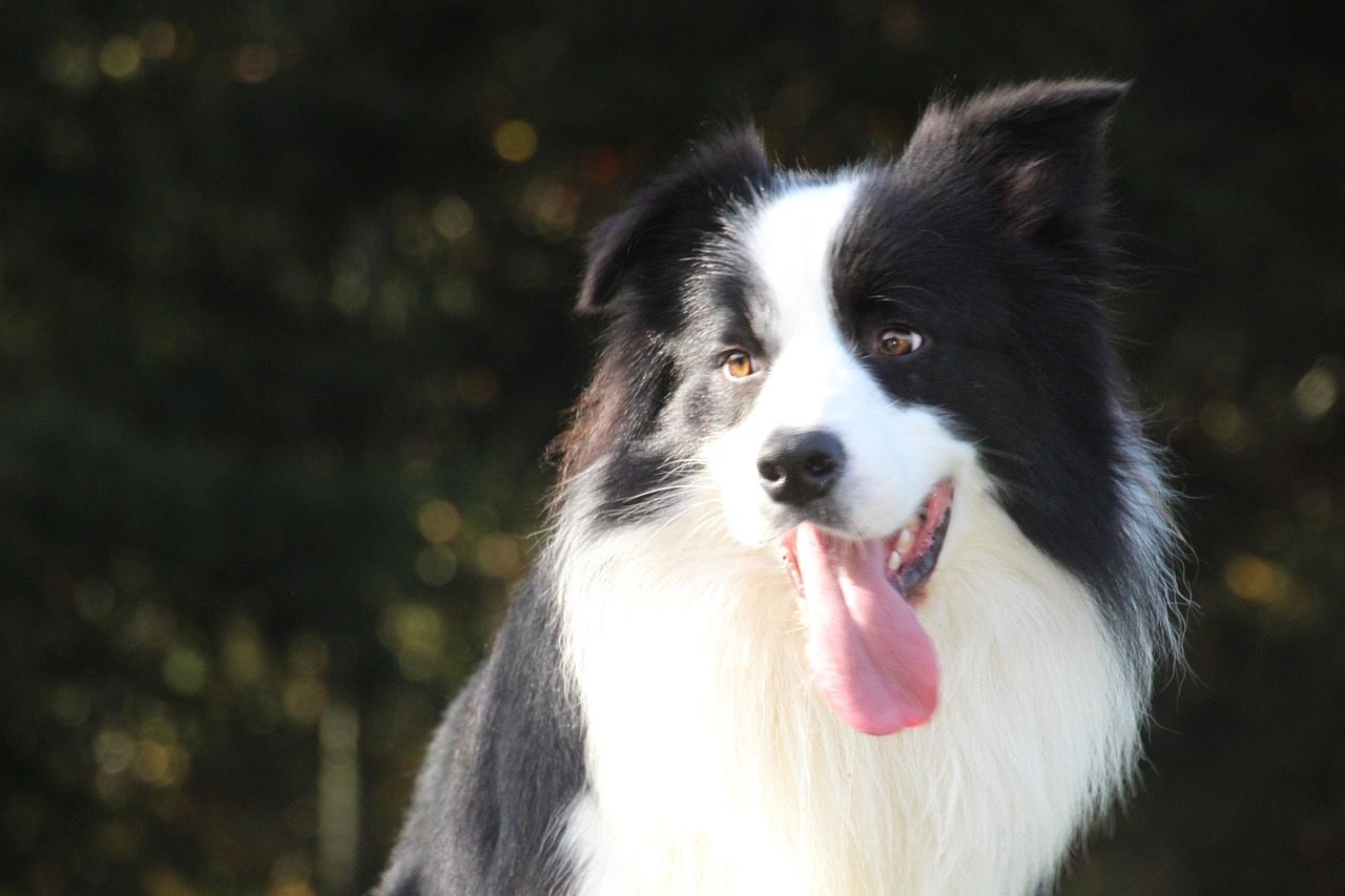 Beginnersgids voor bordercollie