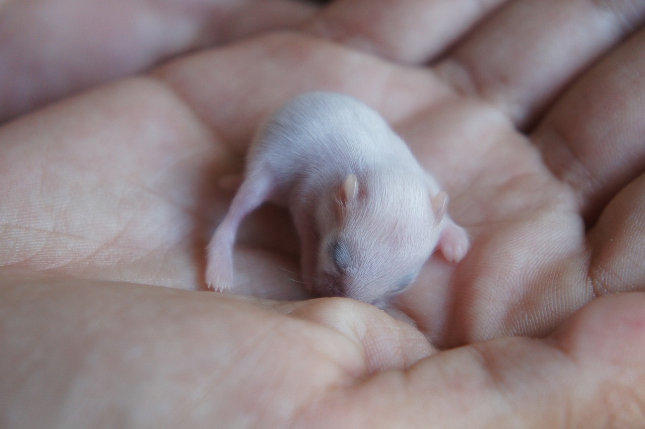 Speeltips voor hamster