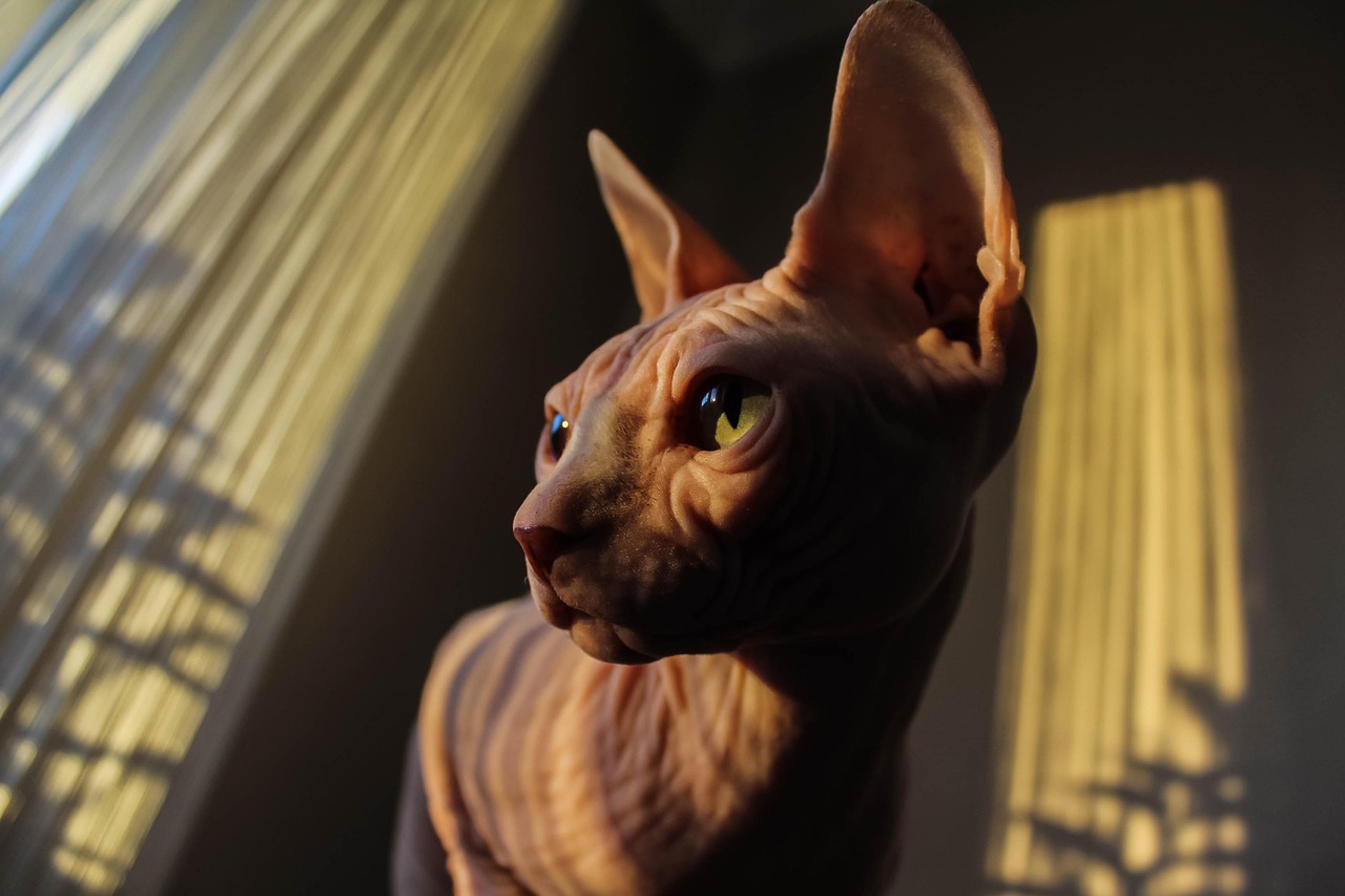 Voeding voor sphynx