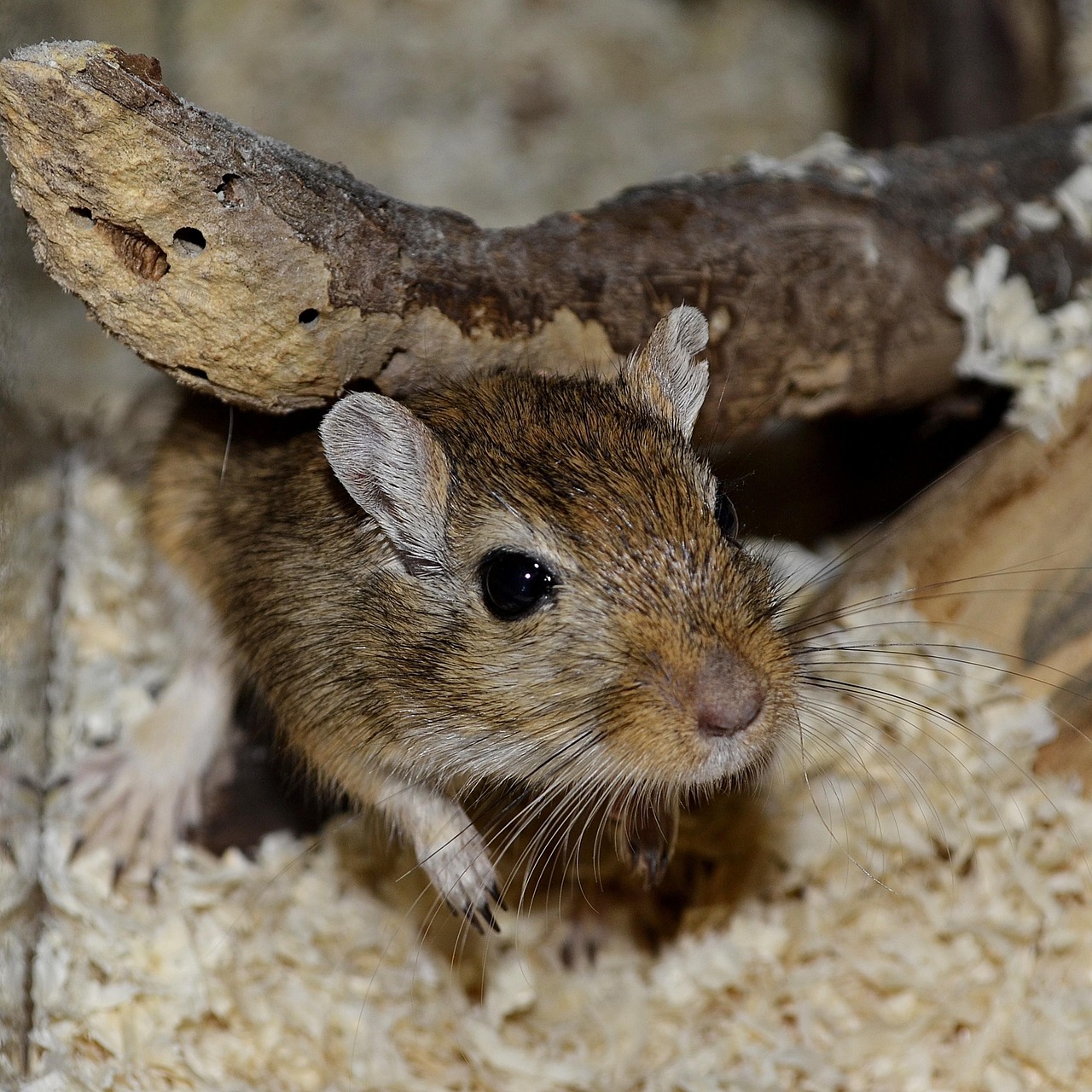 Beginnersgids voor muis
