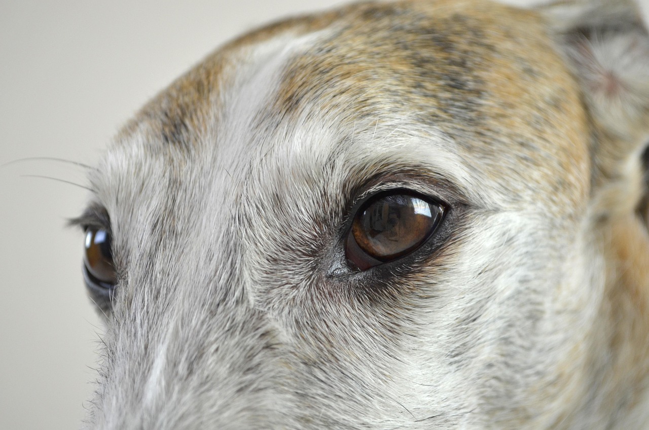 Lange-termijn zorg voor hond