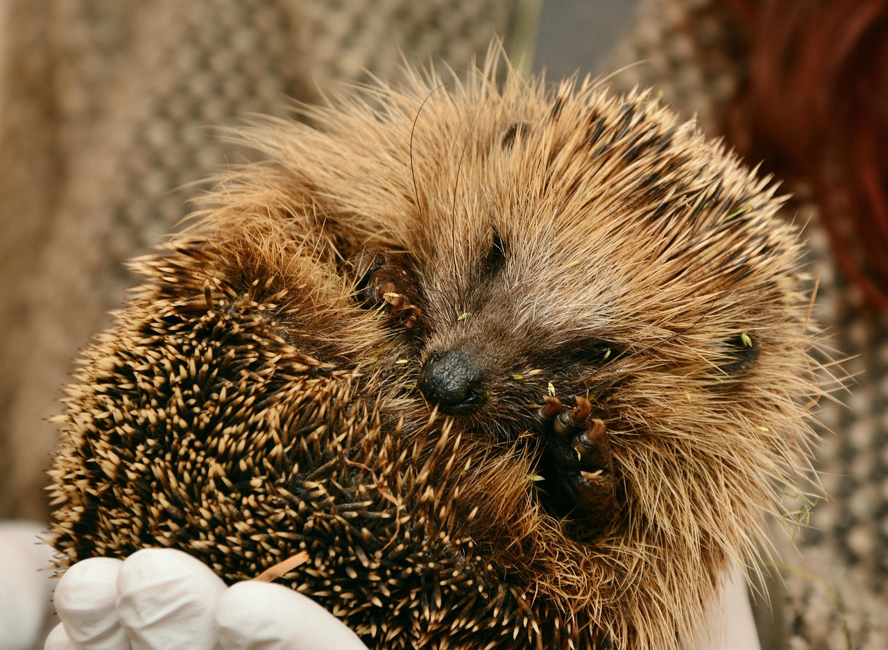 Veiligheid voor egel