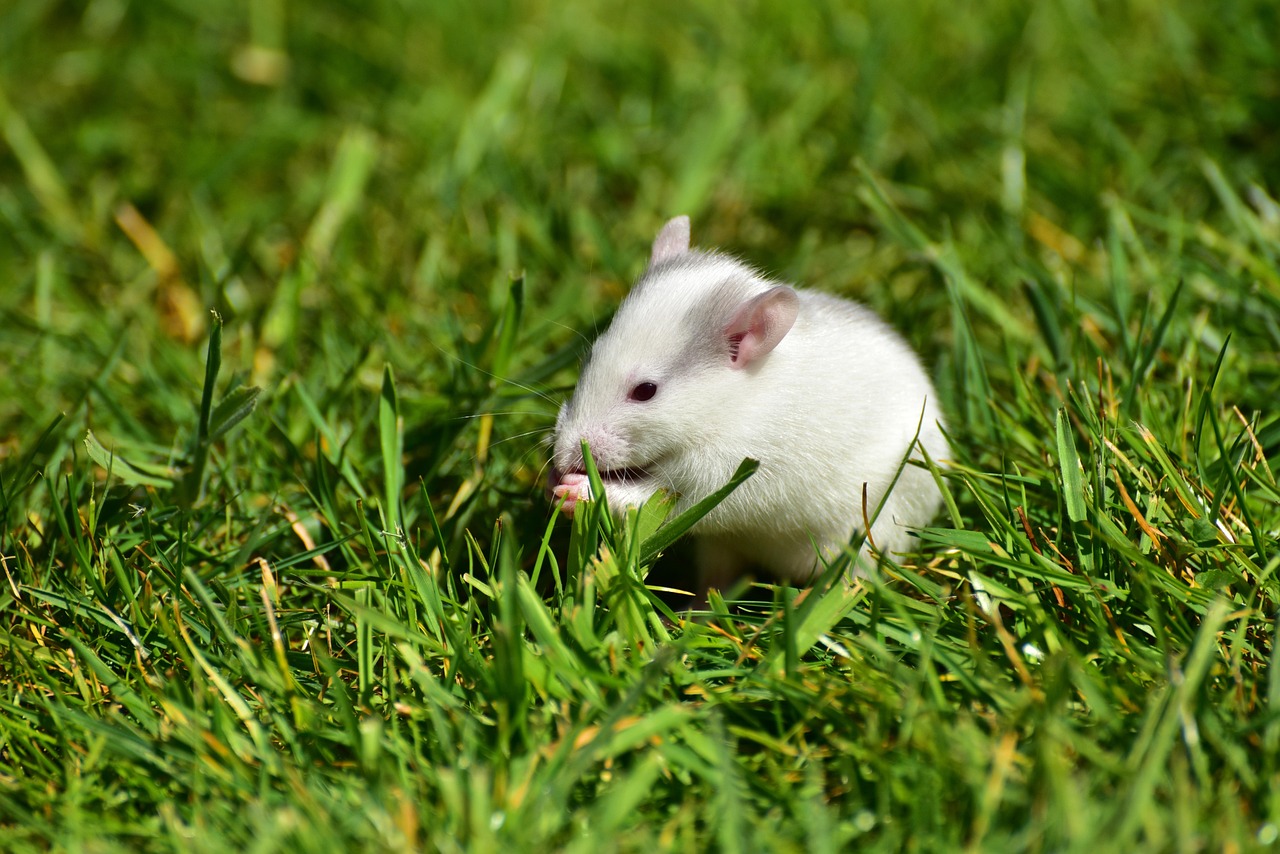 Gedrag voor rat