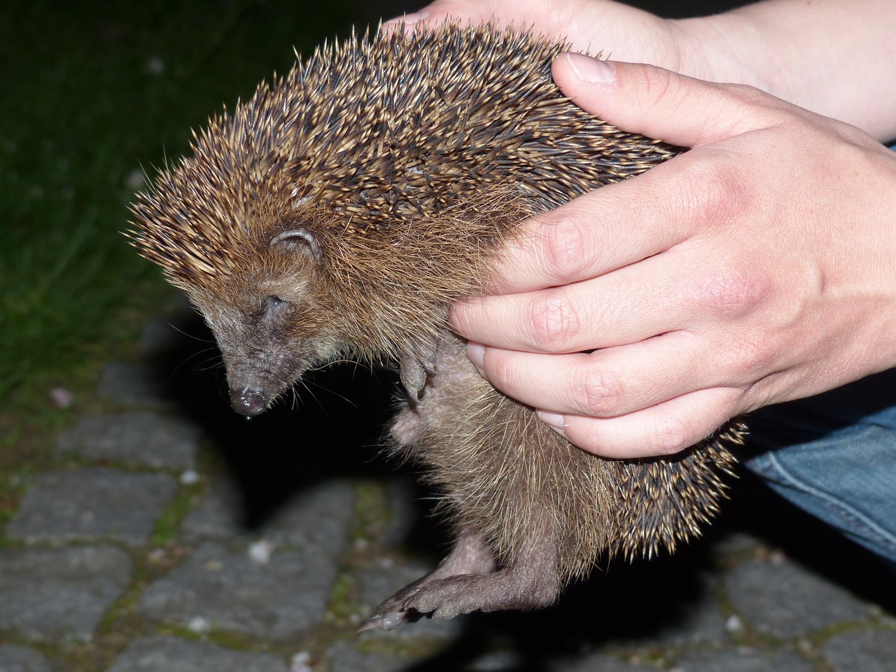 Huisvesting voor egel