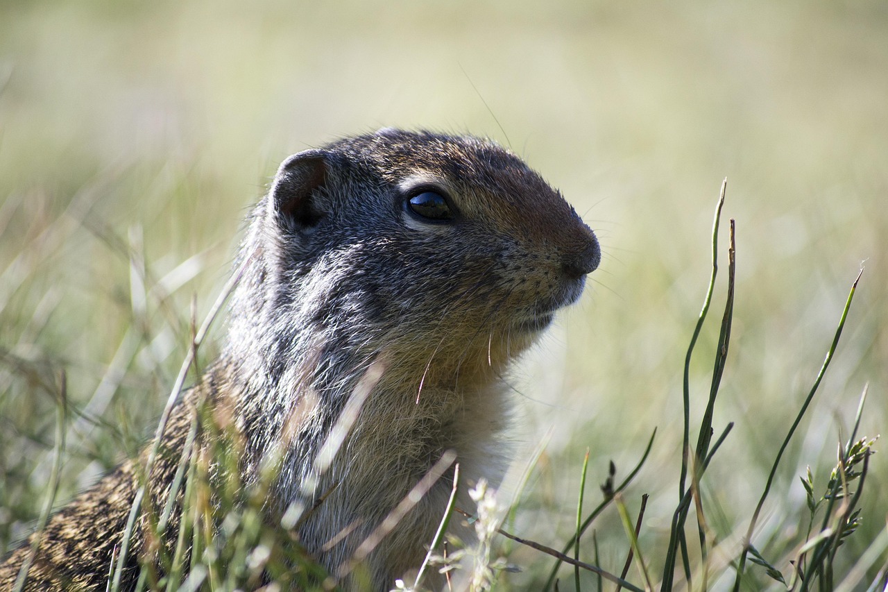 Zindelijkheid voor chinchilla