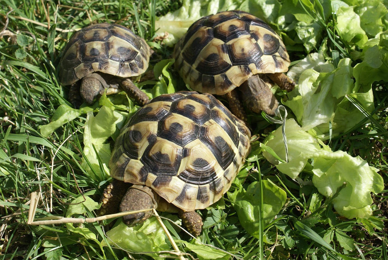 Beginnersgids voor schildpad