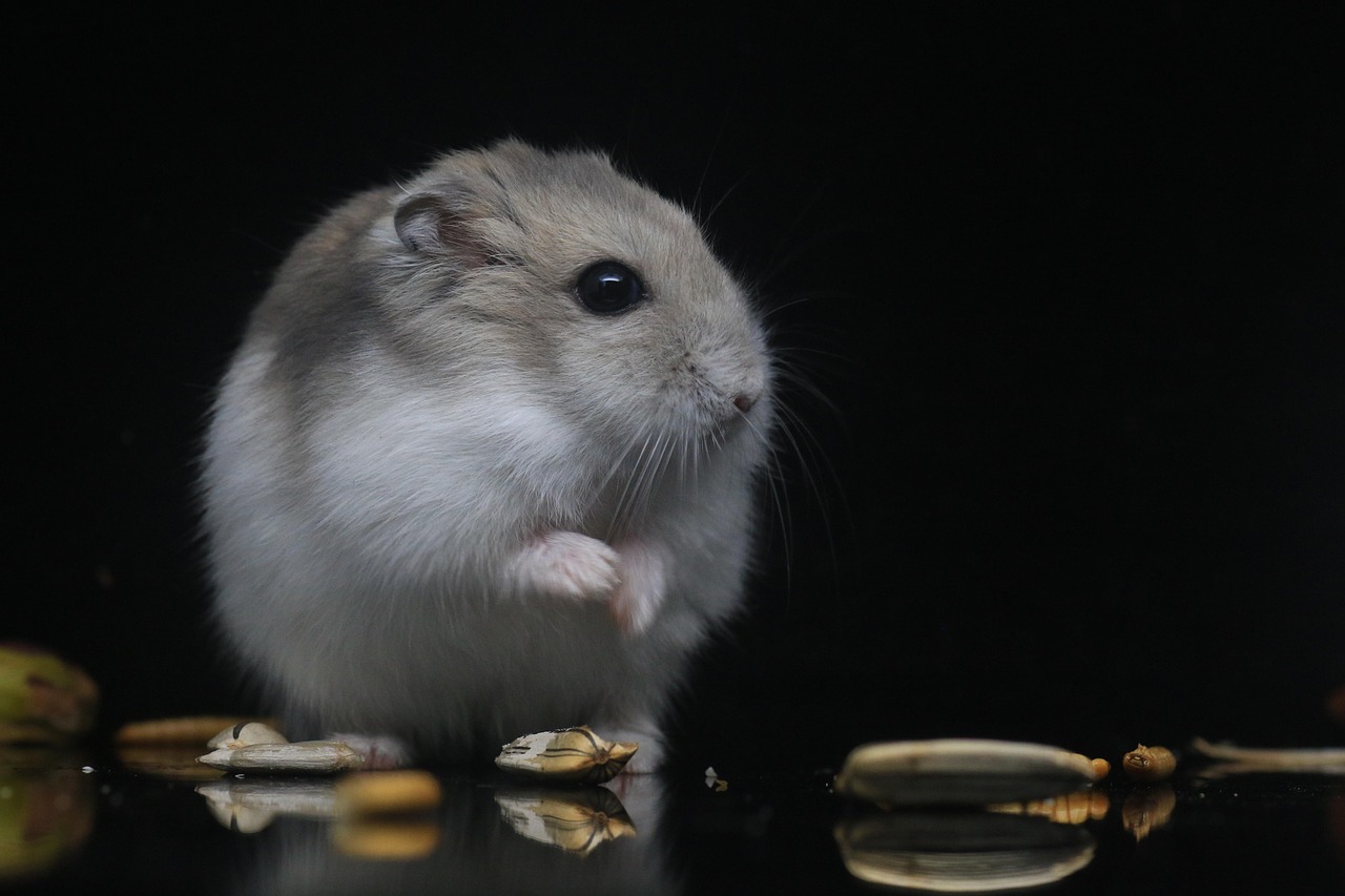 Beginnersgids voor hamster