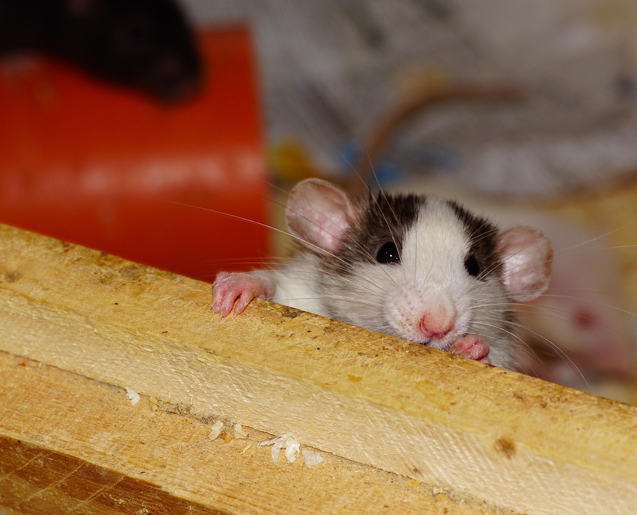 Kosten voor rat