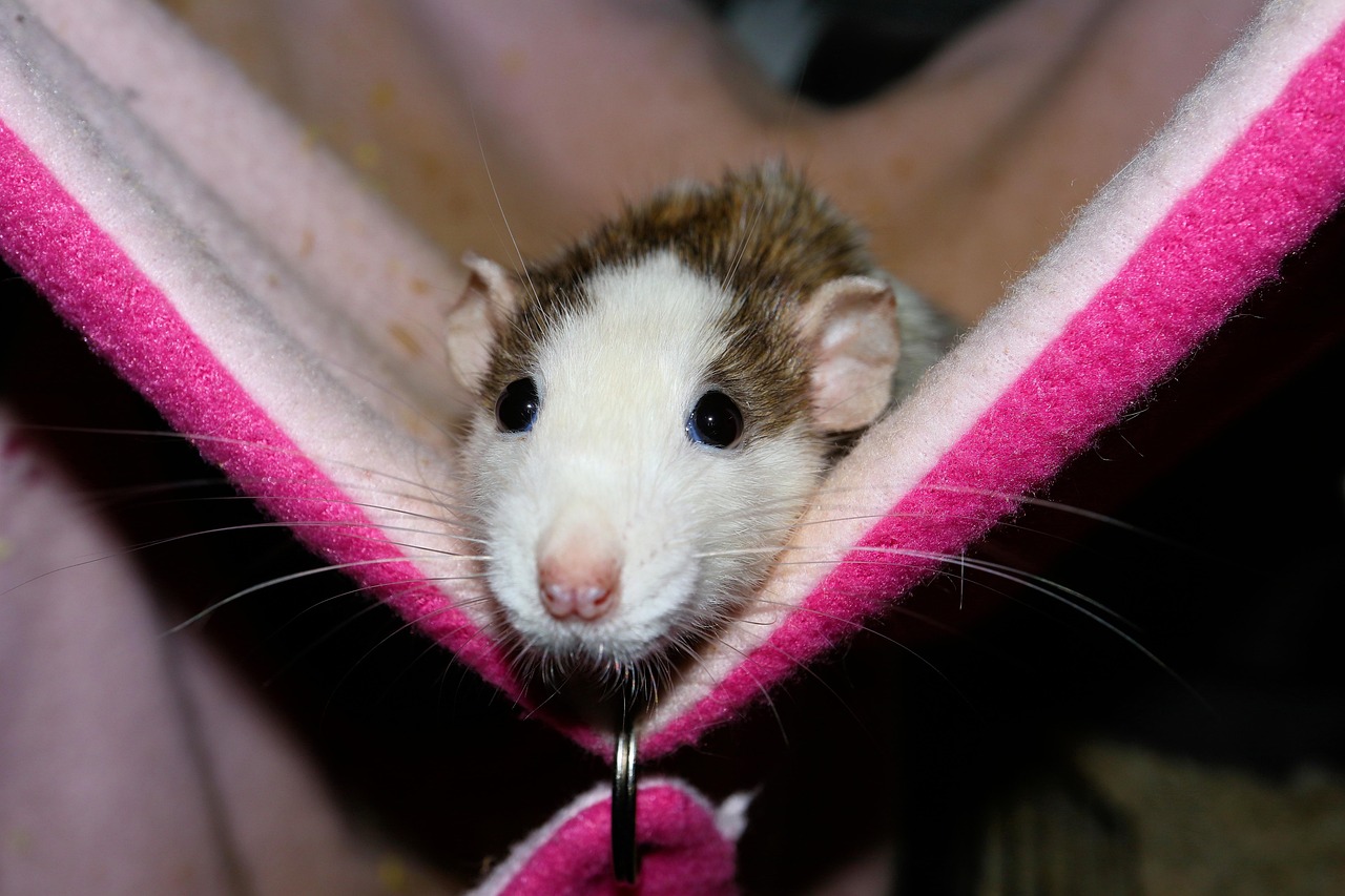 Speeltips voor rat