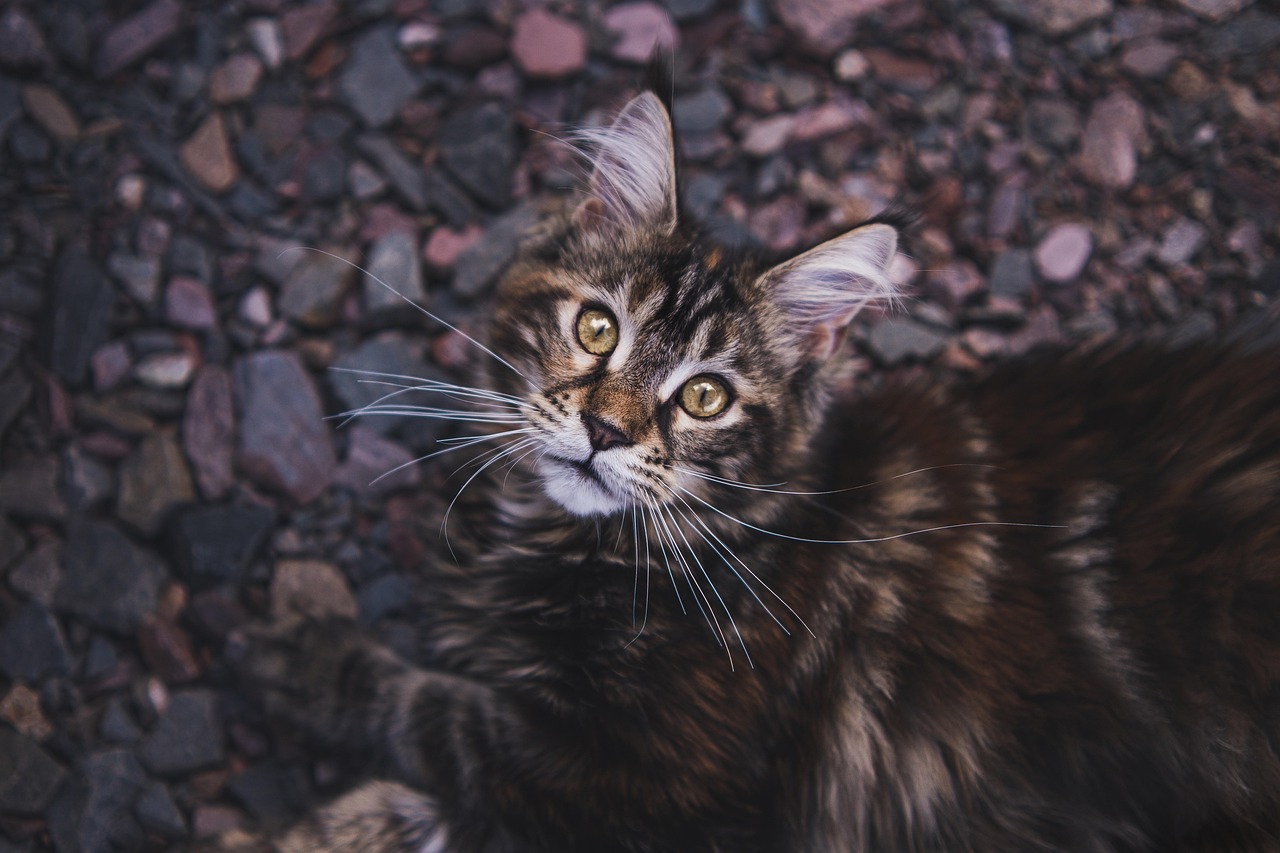 Training voor maine coon