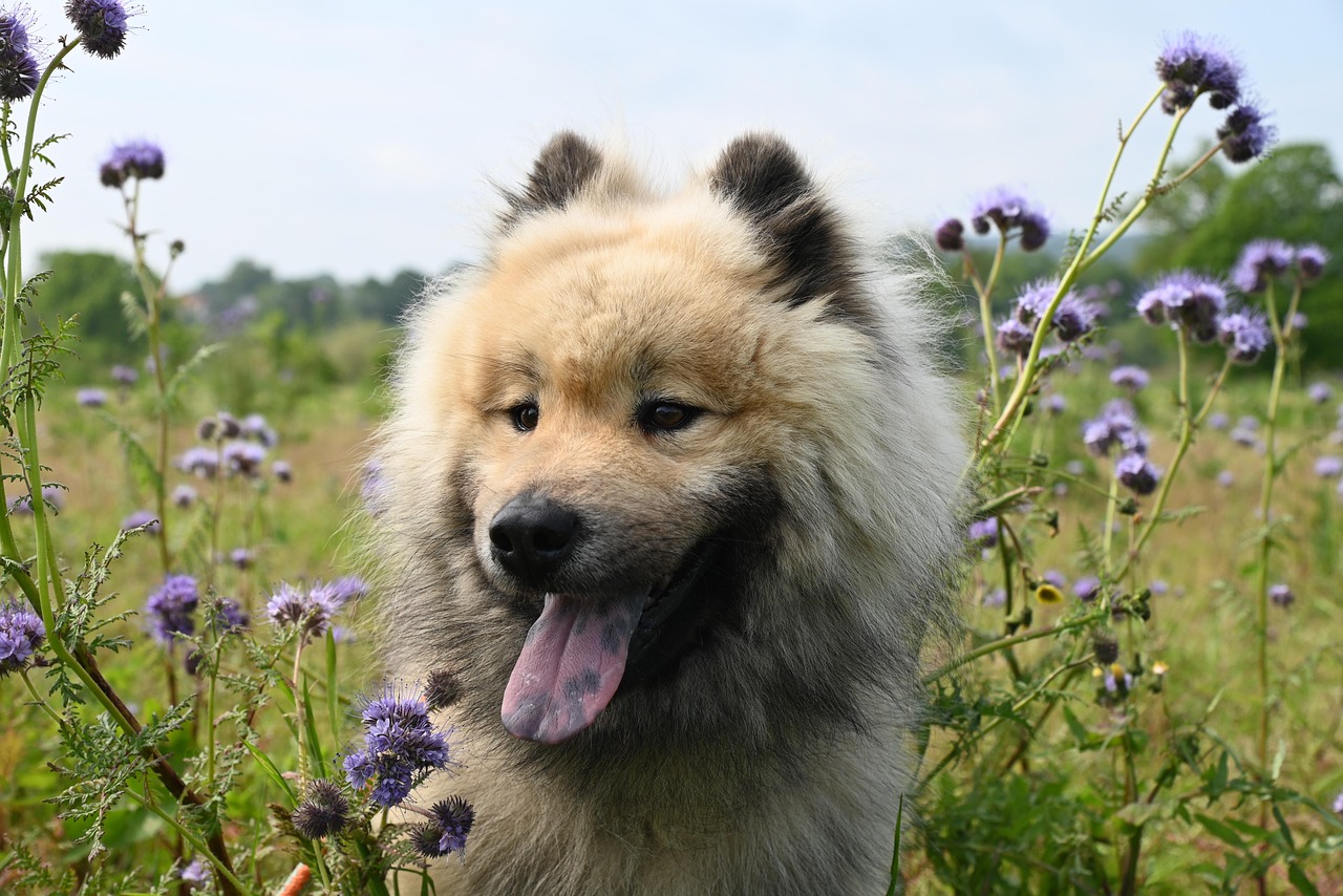 Veiligheid voor hond