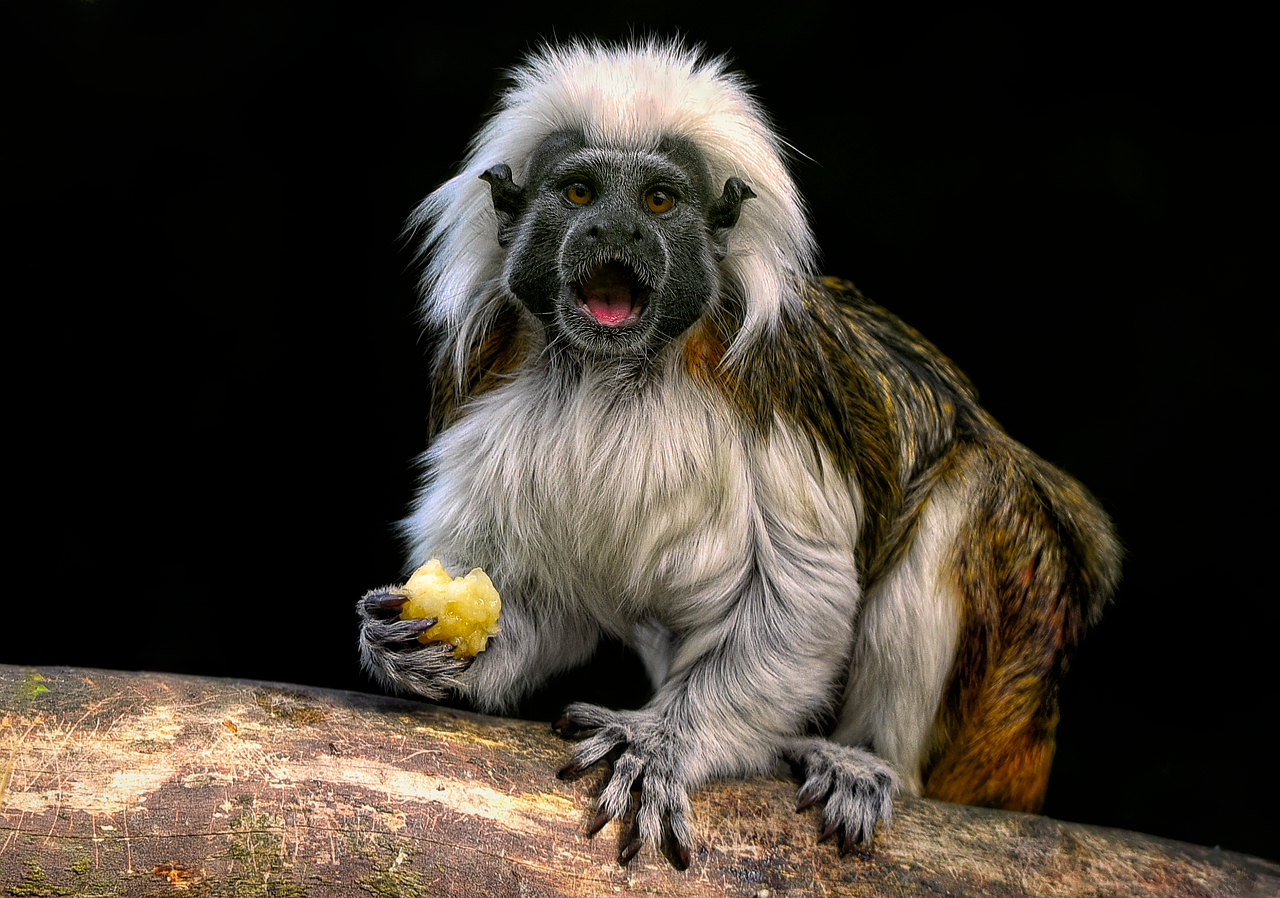 Huisvesting voor tamarin