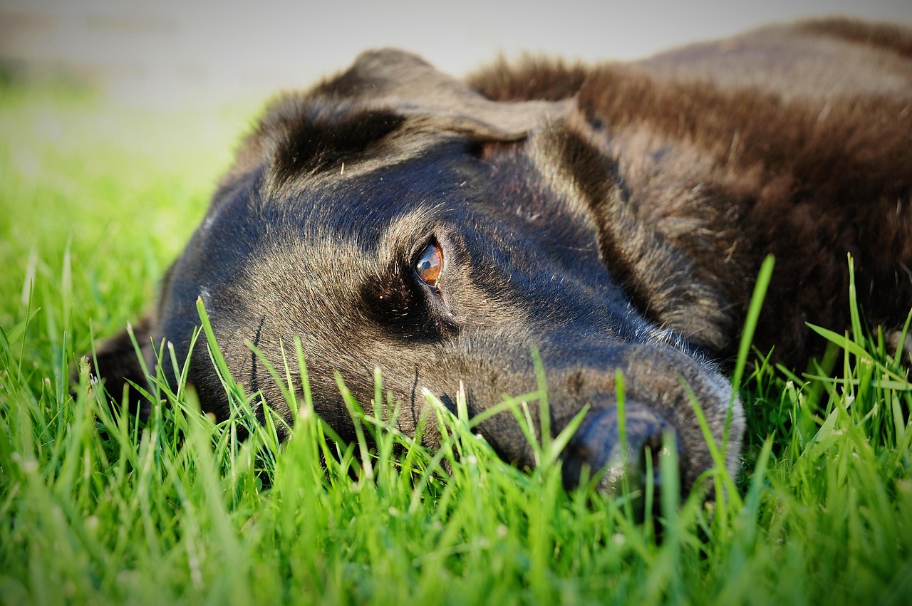 Kosten voor bordercollie