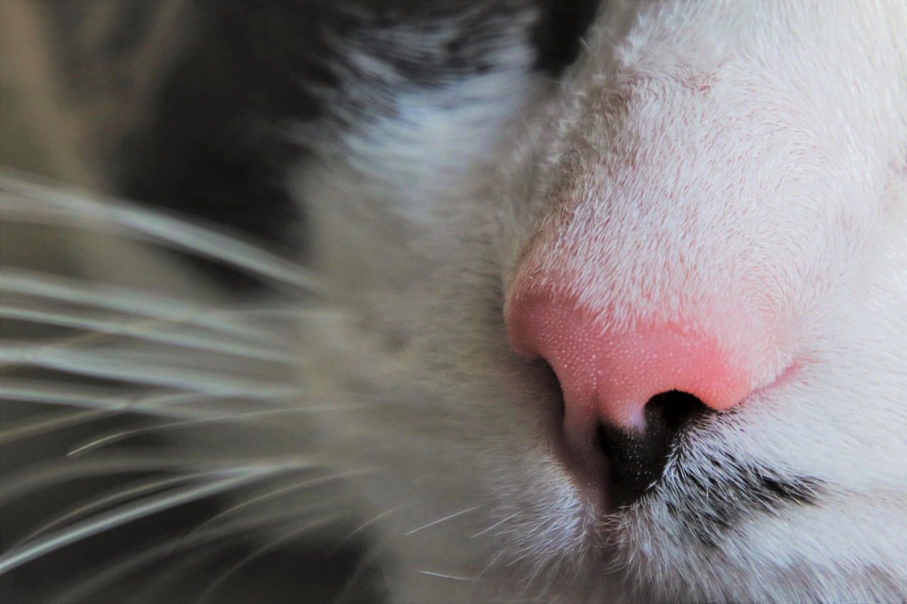 Leefomgeving verbeteren voor sphynx