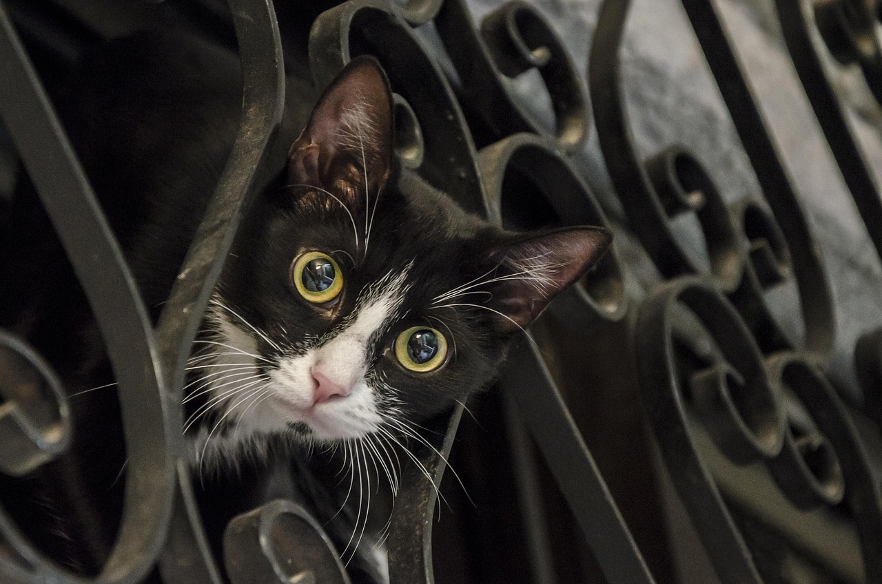 Huisvesting voor muis