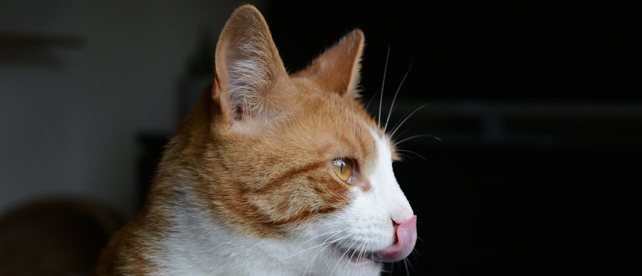 Wat is de beste kattenvoeding? Hier moet je echt op letten
