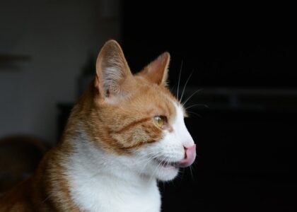 Wat is de beste kattenvoeding? Hier moet je echt op letten