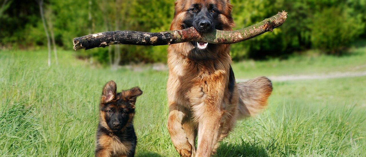Huisvesting voor hond