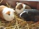 Lange-termijn zorg voor cavia