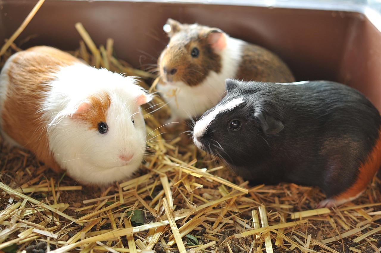 Lange-termijn zorg voor cavia