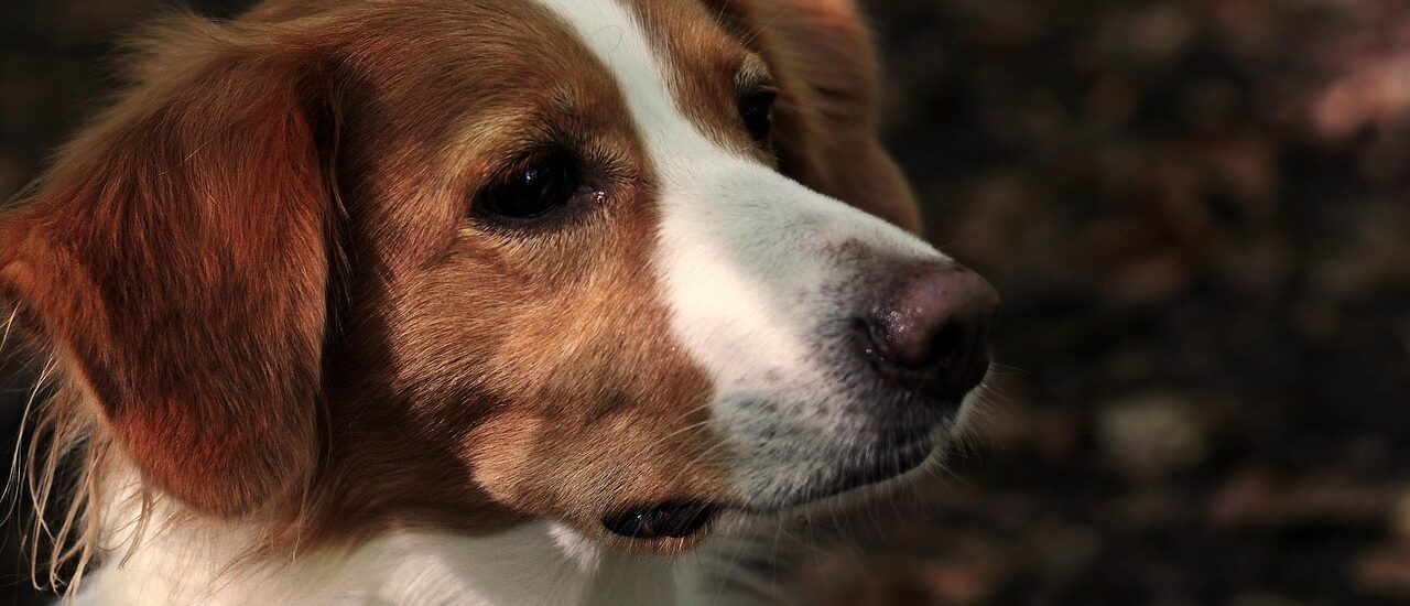 Gezondheid voor hond