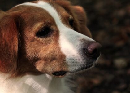 Gezondheid voor hond