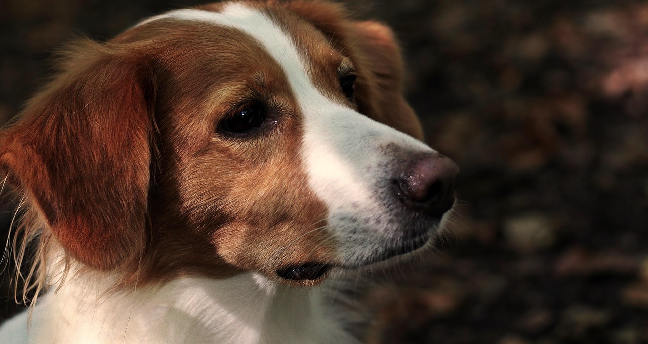 Gezondheid voor hond