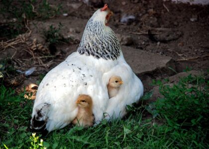 Veiligheid voor axolotl