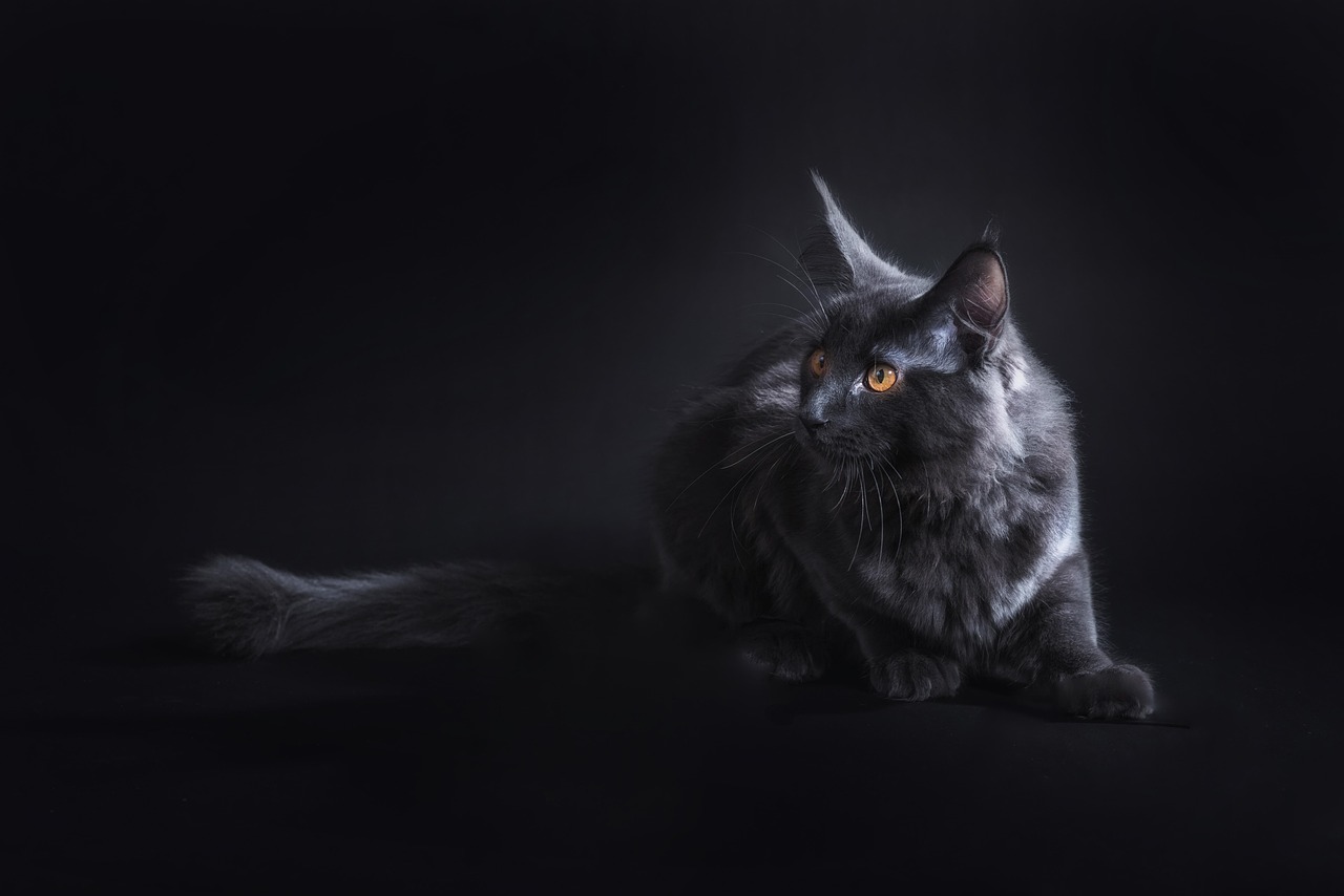 Veiligheid voor maine coon