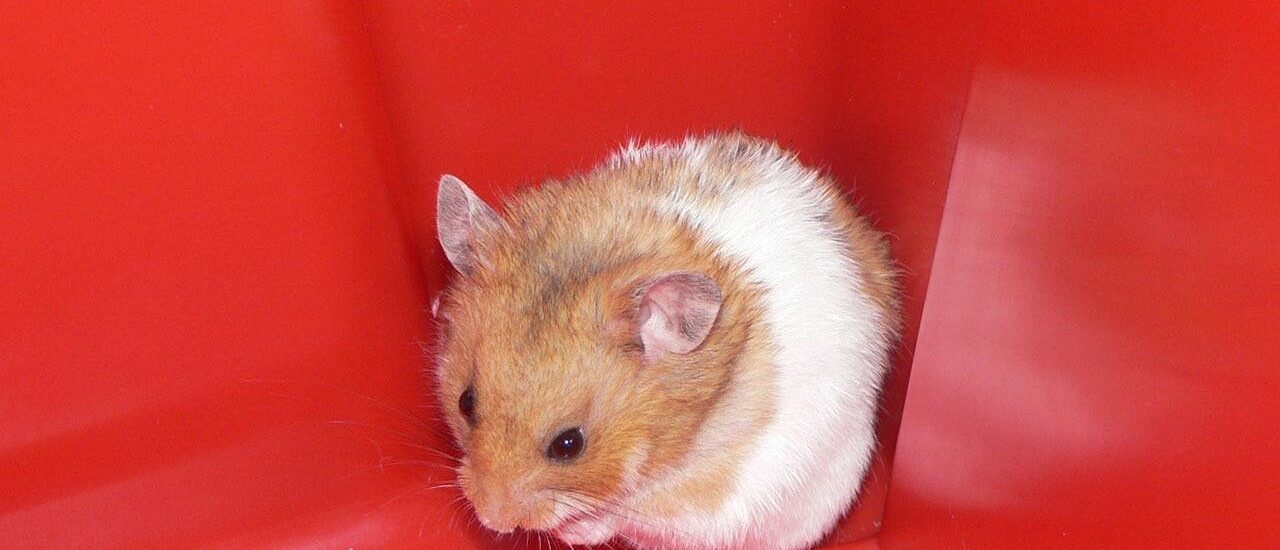 Kosten voor hamster