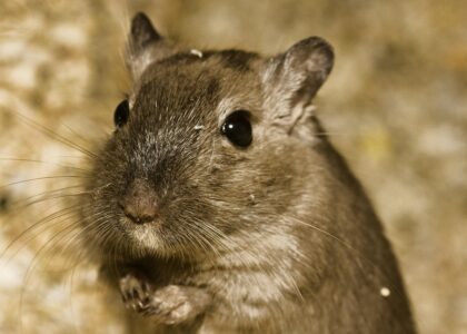 Wintertips voor hamster