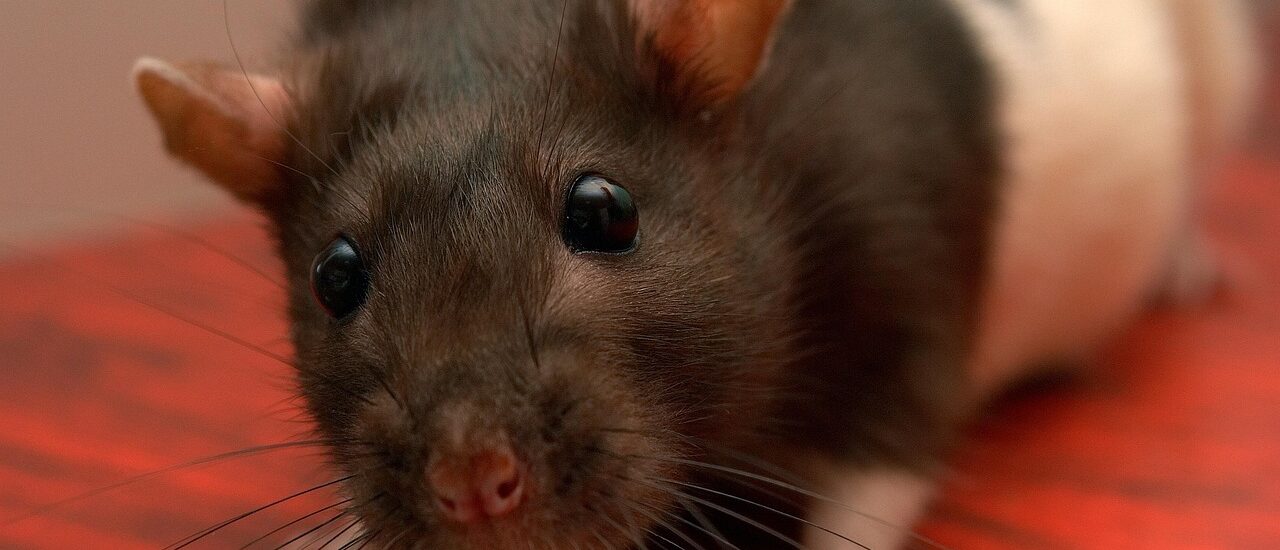 Beginnersgids voor rat