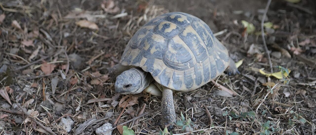 Lange-termijn zorg voor schildpad