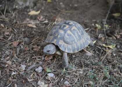 Lange-termijn zorg voor schildpad
