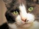 Huisvesting voor sphynx